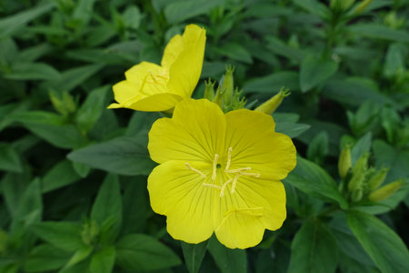 Macro of two yellow flowers of narrowleaf evening primrose in mid Juneの写真素材