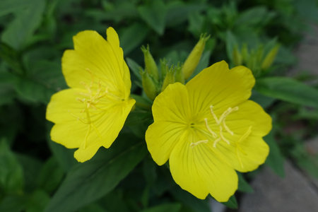 Closeup of two yellow flowers of narrowleaf evening primrose in mid Juneの写真素材