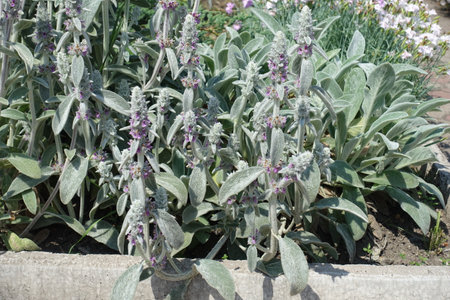 Purplish pink flowers of Stachys byzantina in mid Juneの写真素材