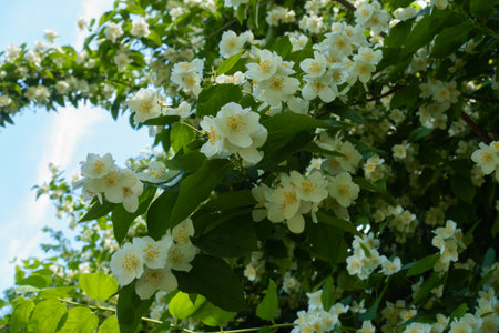 Plentitude of white flowers of Philadelphus coronarius in mid Juneの写真素材