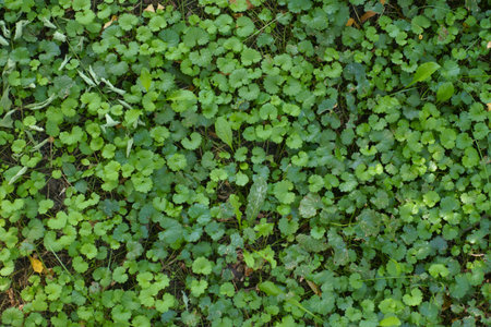 Vegetation of Glechoma hederacea in shades of green in September