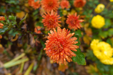 Flower of orange Chrysanthemum with rain drops in Novemberの写真素材