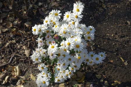 Bundle of white daisy like flowers in Octoberの写真素材