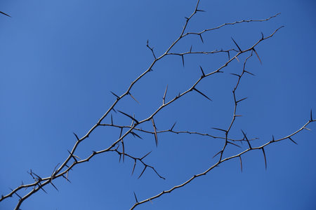 Bare thorny branches of honey locust against blue sky in February