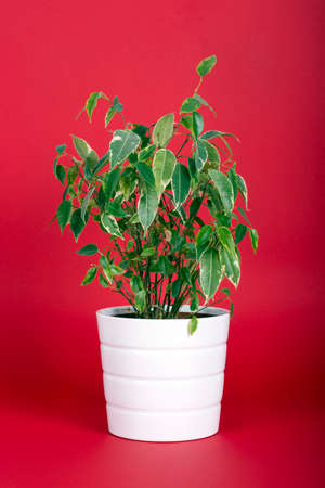 Ficus Benjamin Plant on Red Backgroundの写真素材