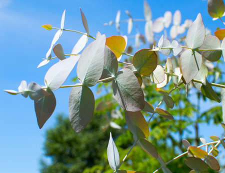 Eucalyptus branchの写真素材