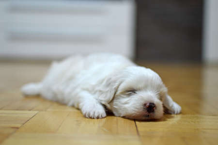 Maltese puppy at the age of three weeksの写真素材