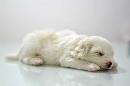 Maltese puppy at the age of three weeksの写真素材