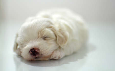 Maltese puppy at the age of three weeksの写真素材