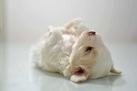 Maltese puppy at the age of three weeksの写真素材