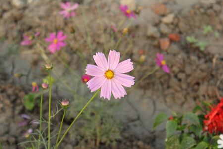 flower in a gardenの写真素材