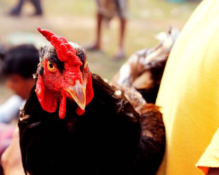 ROOSTERの写真素材
