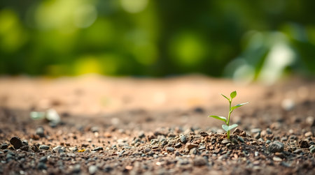 Young green plant growing out of soil on blurred green background with copy spaceの素材