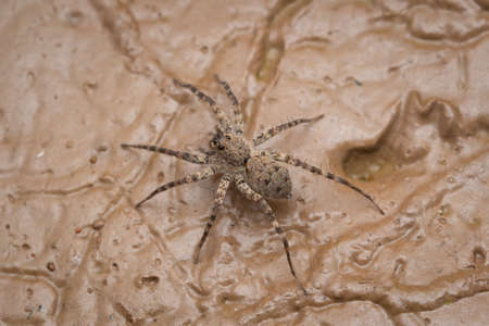 A female wolf spider standing carefully on wet mud.