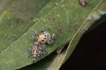 Jumping spider resting on a leaf