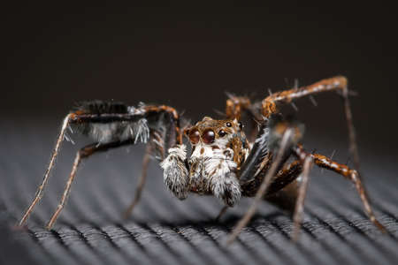 Photo of a jumping spider (Portia sp) sitting on a nylon fabric bag looking left