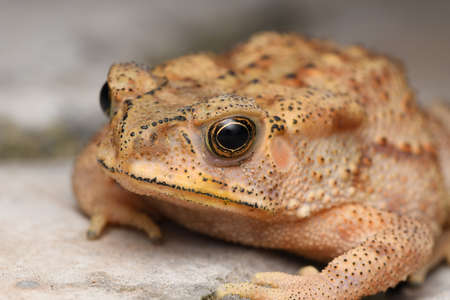 Closeup image of Golden eyes of Indian common toad (Duttaphrynus melanostrictus))の写真素材