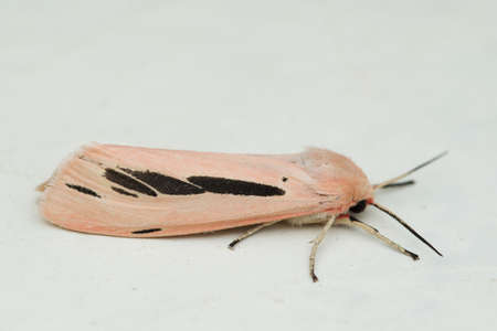 lateral view of Streaked tiger Moth (Creatonotus gangis)の写真素材