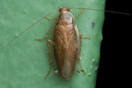 Photo of a german cockroach (Blattella germanica) Ectobidaeの写真素材