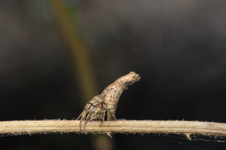 Lateral view of A twig mimic orb weaver spider resting on lantana twig.