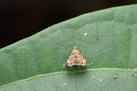 Dorsal shot of Apple leaf skeletonizer moth on a green leaf.