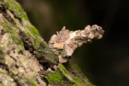 The bagworm moth in its camouflaged case, blending with the tree bark in Singapore.