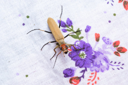 A dorsal view of the Epicauta indicus blister beetle on colorful floral fabric in Satara,...