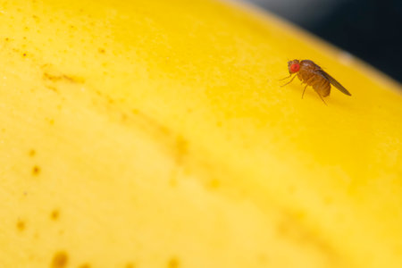 Macro photography of a common fruit fly, Drosophila melanogaster, on a yellow surface.の写真素材