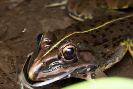 Close-up of an Indian bullfrog, Hoplobatrachus tigerinus, with mosquitoes feeding.の写真素材