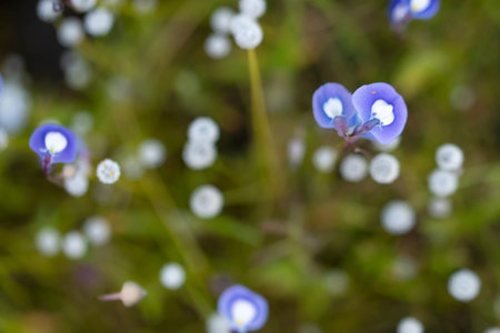 A selective focus shot captures the delicate beauty of Utricularia reticulata, a carnivorous plant with ethereal blue flowers, amid a soft, bokeh background.の写真素材