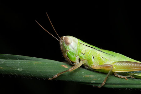 Close-up of a young Hieroglyphus banian grasshopper perched on a green blade of grass.