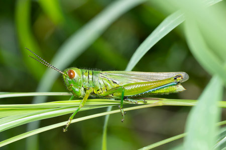 A vibrant Hieroglyphus banian grasshopper rests on a grass blade.