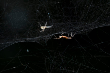 Male tent web spider of the family Linyphiidae in its intricate web.の写真素材
