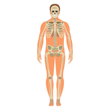 Skeleton wuth Body icon. Human Skeleton front side Silhouette. Isolated on White Background. Vector illustration.のイラスト素材