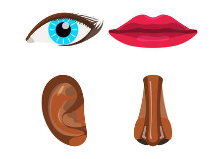 Set of Woman Body Part. Face Body Icon. Vector Illustration Label.のイラスト素材
