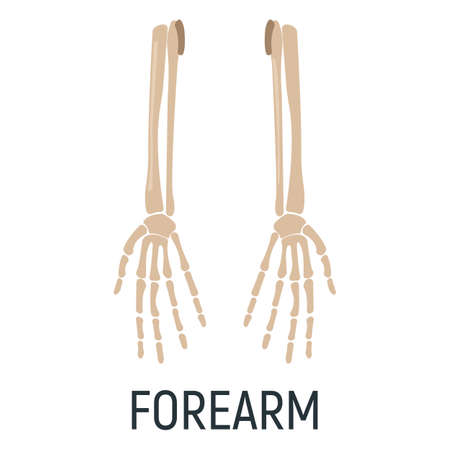 Arm hand bone, x-ray concept icon, roentgen human body image isolated on white, flat vector illustration. Skeleton part of man organism, silhouette black biological science.のイラスト素材