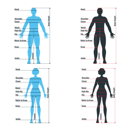 Female and male size chart anatomy human character, people dummy front and view side body silhouette, isolated on white, flat vector illustration. Cartoon woman mannequin people dimension scale.のイラスト素材