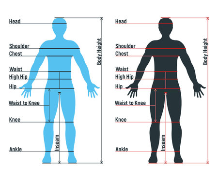 Male size chart anatomy human character, people dummy front and view side body silhouette, isolated on white, flat vector illustration. Cartoon man mannequin people dimension scale.のイラスト素材