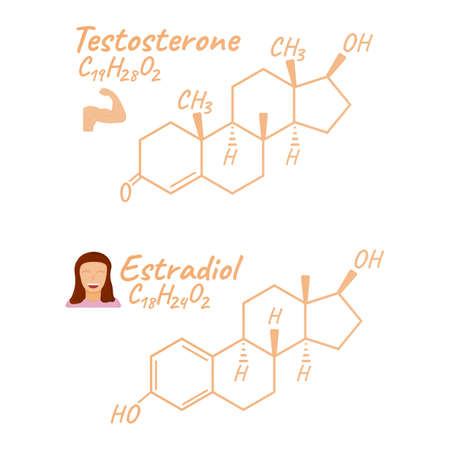 Human hormone estradiol, testosterone concept chemical skeletal formula icon label, text font vector illustration, isolated on white. Periodic element table. Healthy lifestyle endocrine system.のイラスト素材