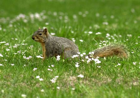 Squirrel poseの写真素材