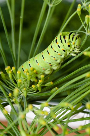 Green striped caterpillar on branch dill. Macro.の写真素材