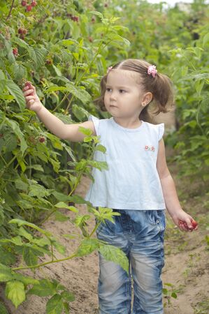 Cute little girl gathering raspberries in the summer gardenの写真素材