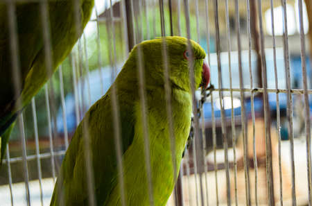Cute Green Parrot