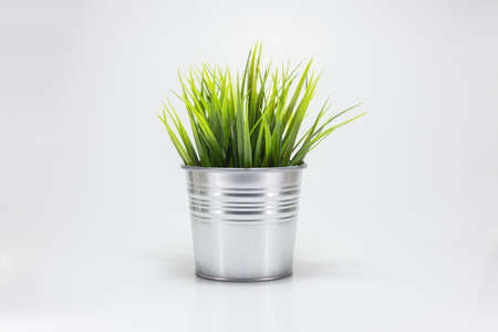 grassの写真素材