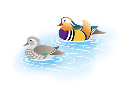 brace of mandarin ducksのイラスト素材