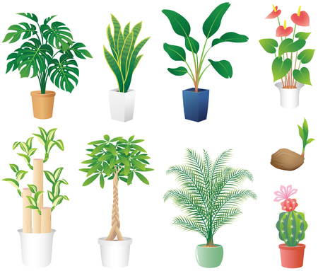 Houseplants vector illustrationのイラスト素材