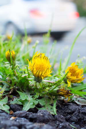 Dandelions on asphaltの写真素材