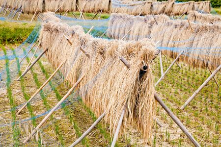 Rice harvest in Japanの写真素材
