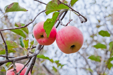 ripe apples on a treeの写真素材