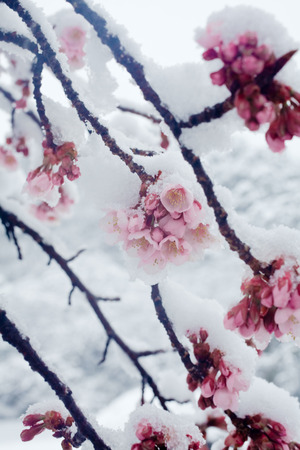Japanese cherry blossoms in the snowの写真素材